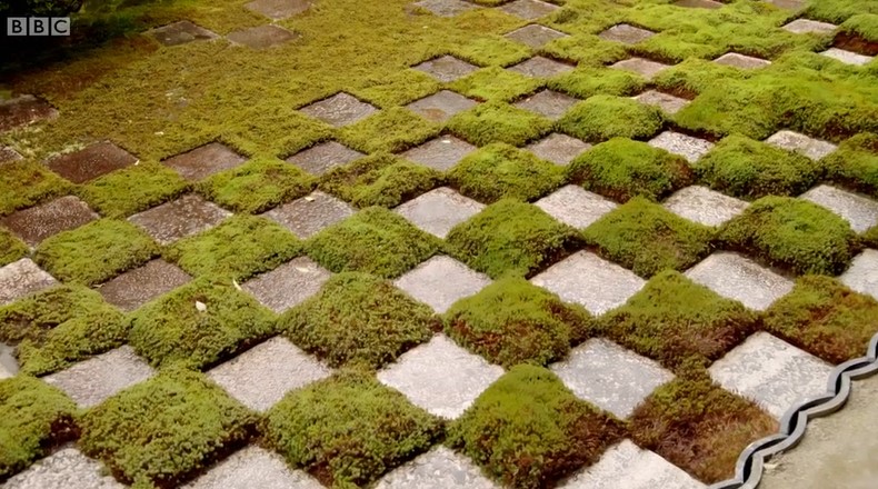 chequerboard moss chequerboard moss