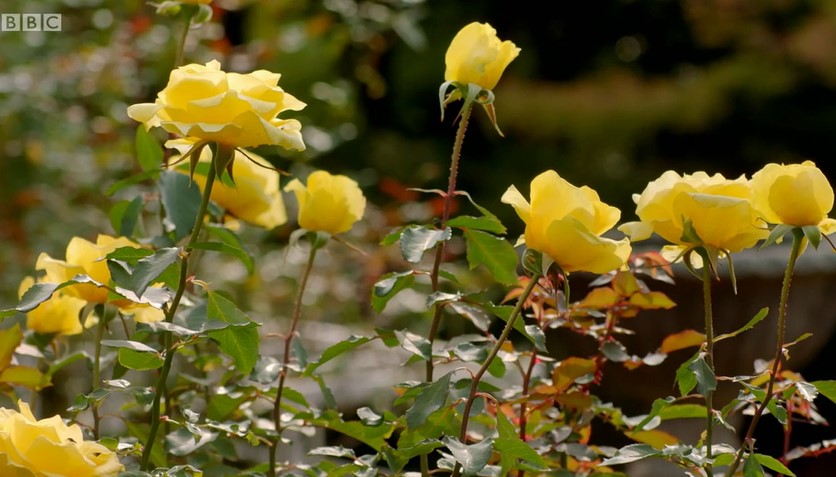 Kyu-Furukawa Rose Garden Kyu-Furukawa Rose Garden