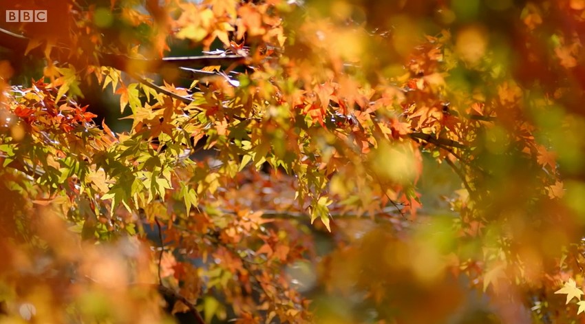 Maple trees Maple trees