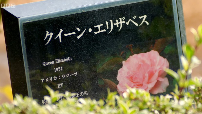 Queen Elizabeth Rose Queen Elizabeth Rose