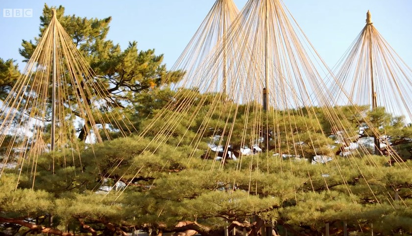 yukitsuri - trees strung with string yukitsuri - trees strung with string