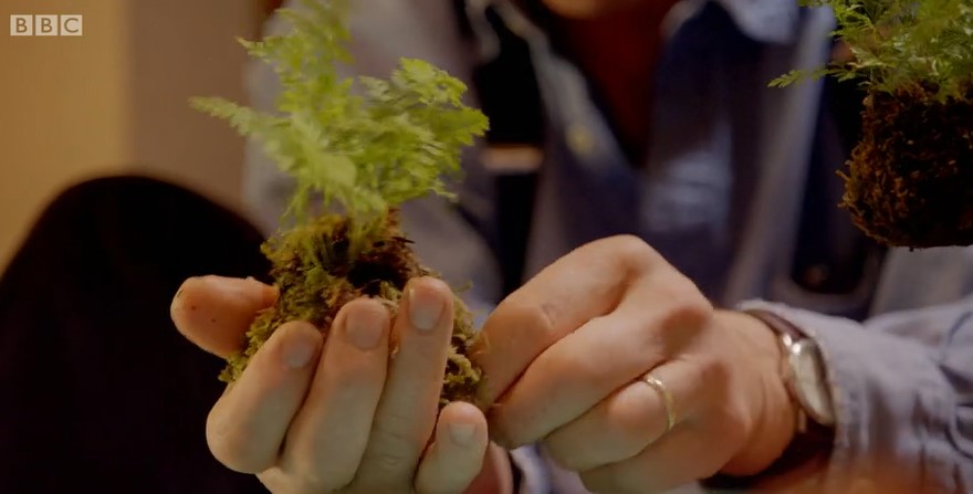 Monty shapes the moss Monty shapes the moss