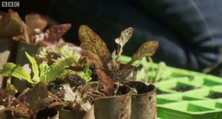 Back up plants Back up plants