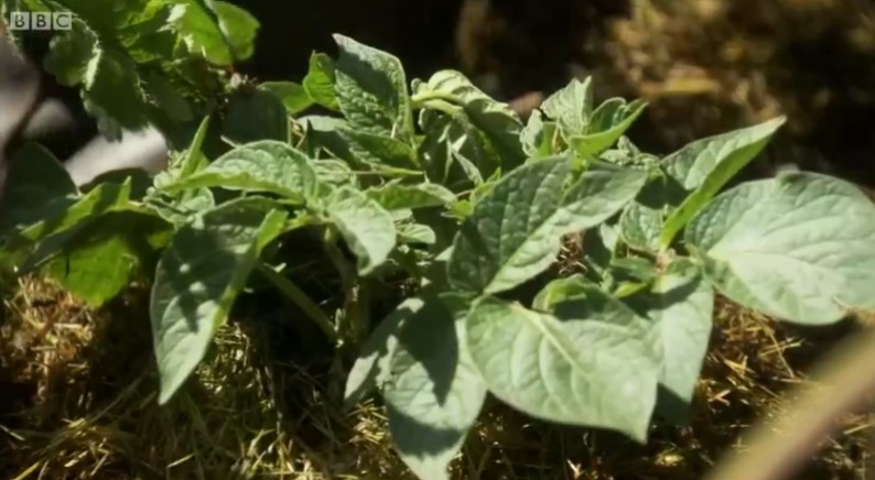 Potato plants Potato plants