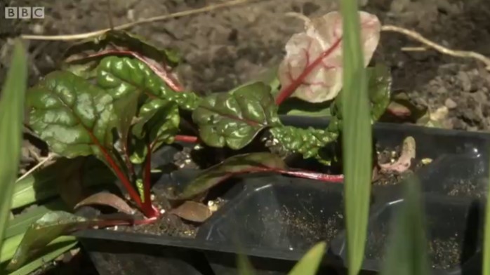 Swiss Chard Swiss Chard