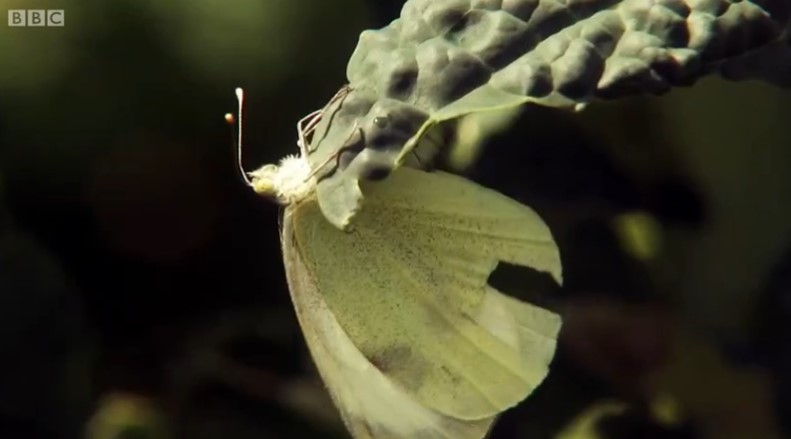 cabbage white butterfly cabbage white butterfly