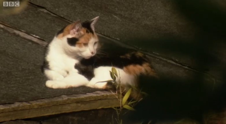 Cat on the roof Cat on the roof