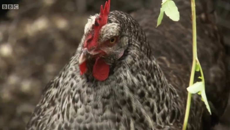 Alys' Chicken Alys' Chicken