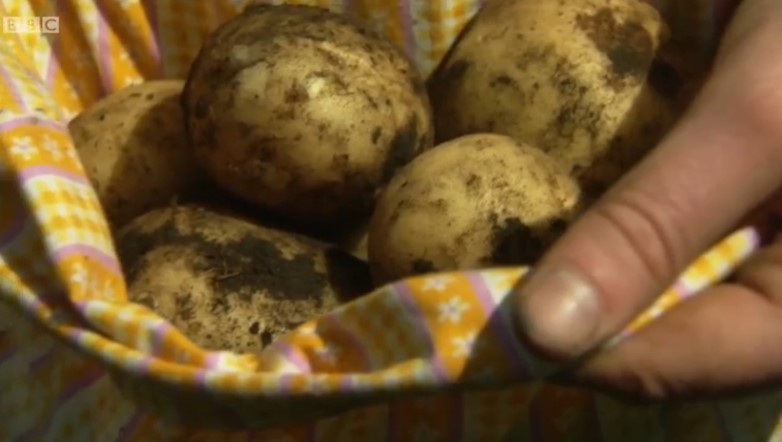 Potatoes from soil Potatoes from soil