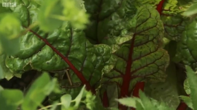 Swiss Chard Swiss Chard