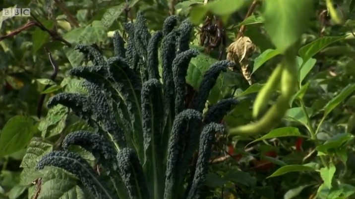 Cavolo Nero Cavolo Nero