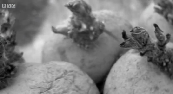 Sprouting seed potatoes Sprouting seed potatoes