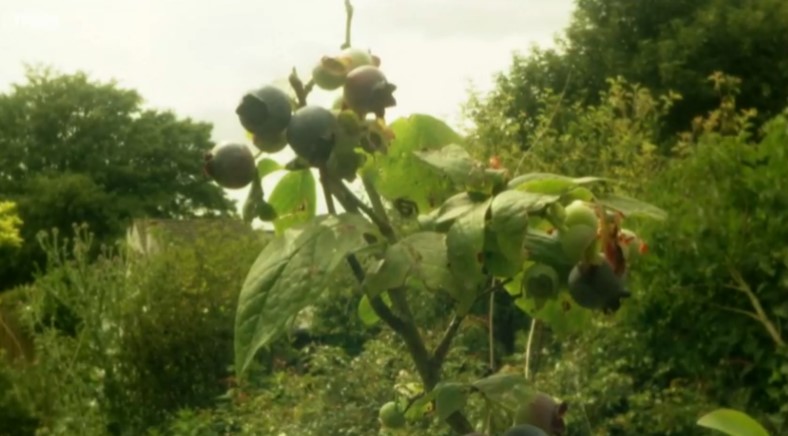 Blueberry plants Blueberry plants