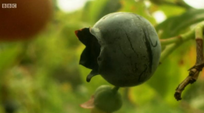 Blueberry Blueberry