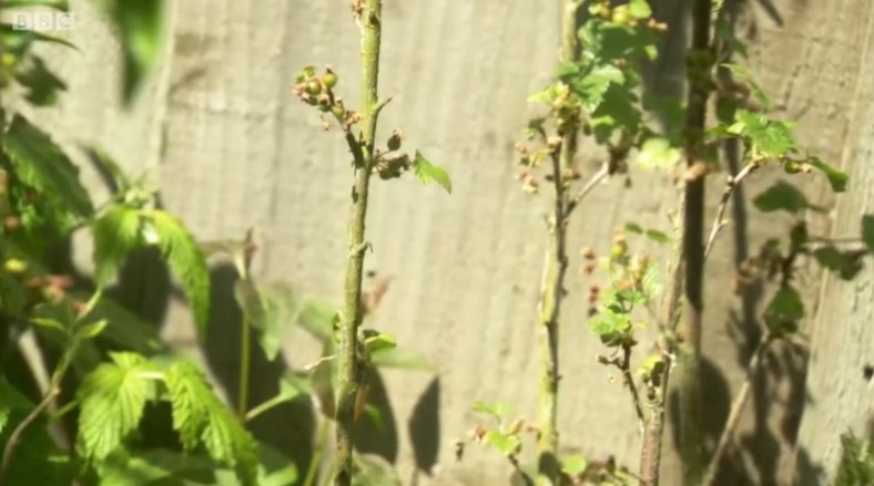 Blackcurrant plants Blackcurrant plants