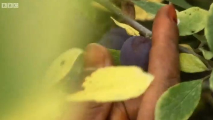 Nina picks wild fruit Nina picks wild fruit