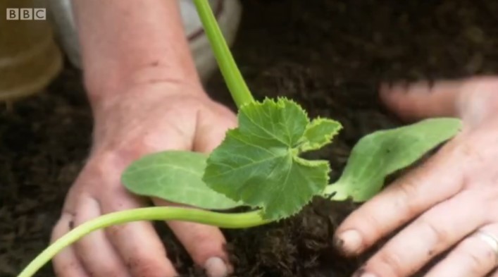 Courgettes