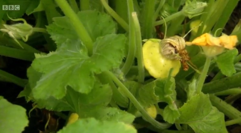 courgettes