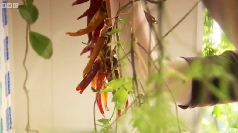 Herbs