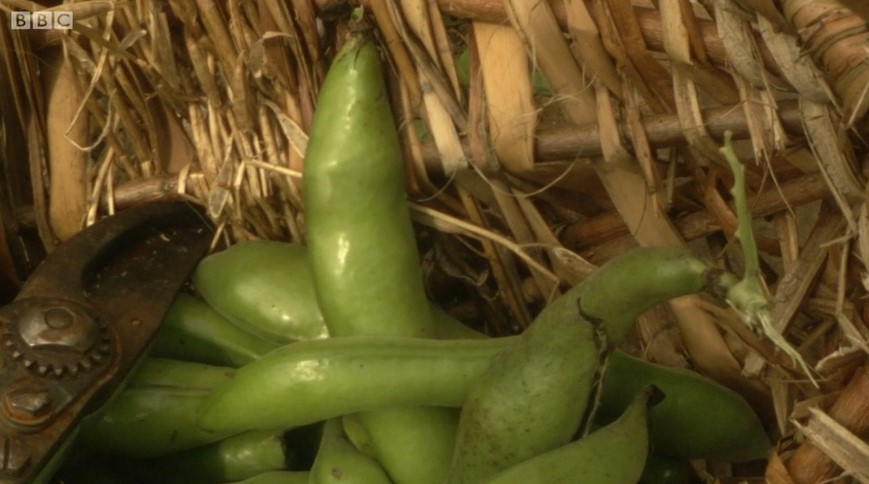 Picking broad beans Picking broad beans