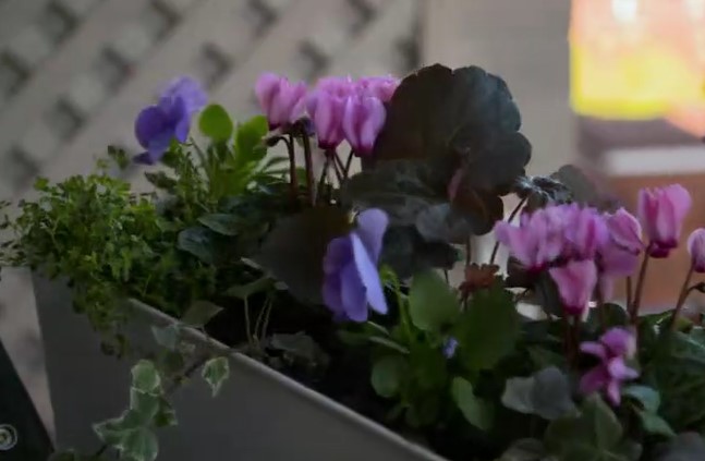 Flower troughs full of pink and blue flowers Flower troughs full of pink and blue flowers
