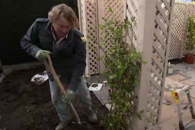 David plants a honeysuckle David plants a honeysuckle