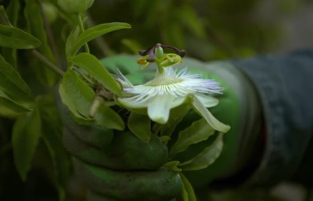 A honeysuckle flower A honeysuckle flower