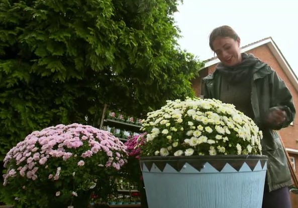 Cup cake planters Cup cake planters