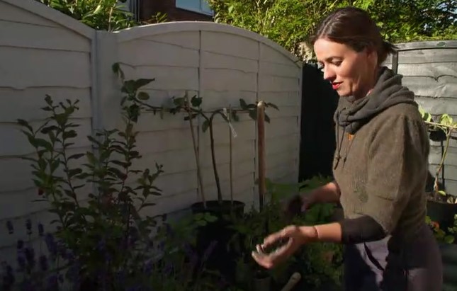 Frances plants a mixture of fruit, herbs and flowers Frances plants a mixture of fruit, herbs and flowers