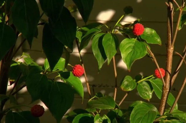 plant