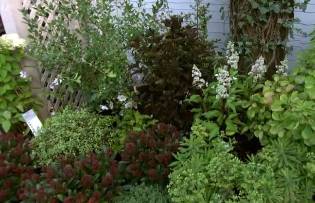 plants