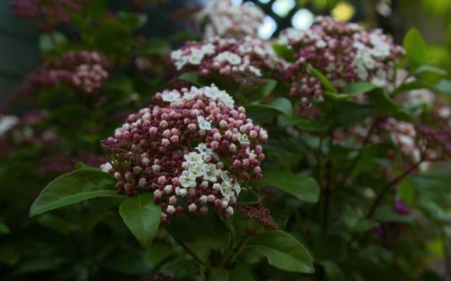 Viburnum Tinus Viburnum Tinus
