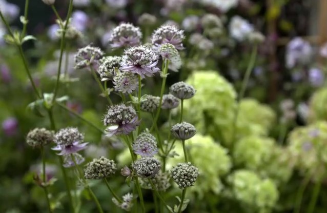 Astrantia Astrantia
