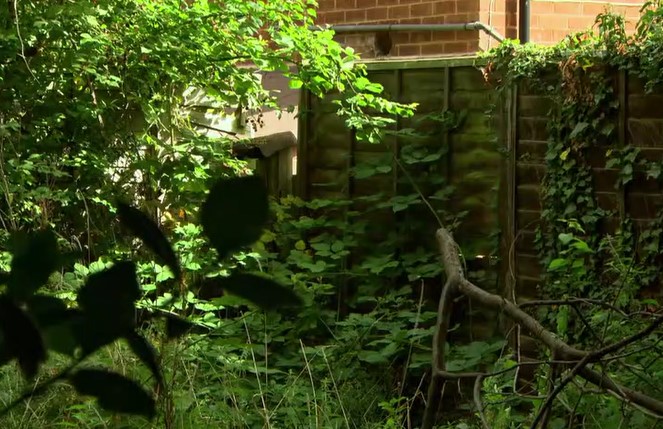 Kath's overgrown garden and falling down fence Kath's overgrown garden and falling down fence