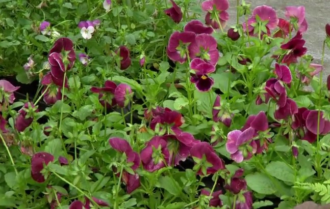 Winter flowering Pansies Winter flowering Pansies