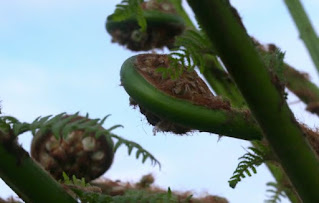 Tree ferns Tree ferns