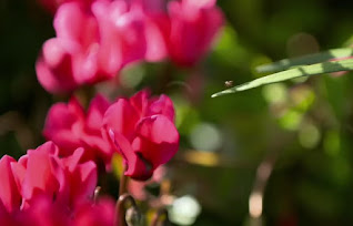 flower flower