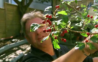 Hawthorn Hawthorn