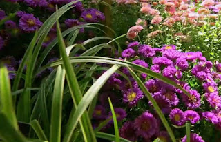Asters Asters