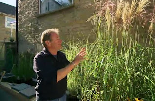 Pennisetum Pennisetum