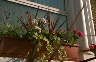 window boxes window boxes