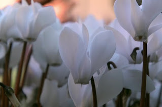Cyclamen Cyclamen