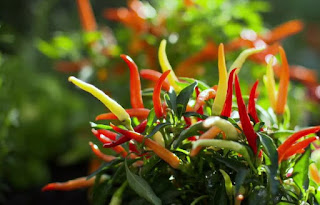 chilli chilli