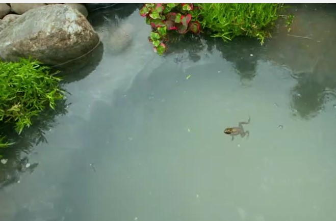 A frog for the pond!