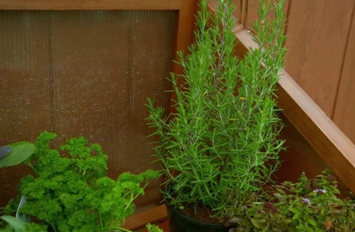 Tuscan herbs are planted