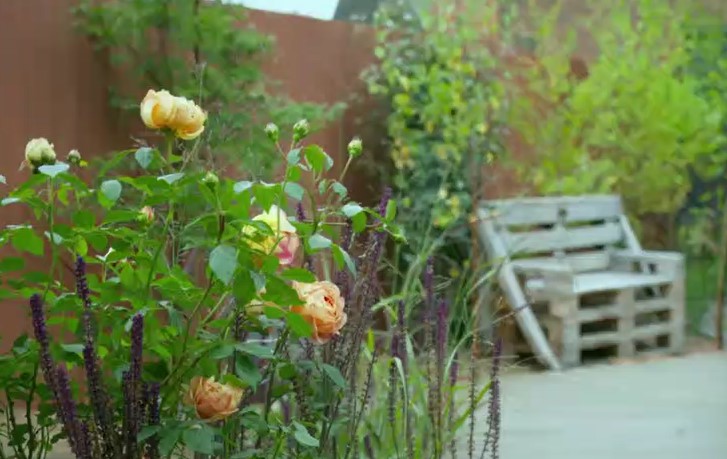 Roses