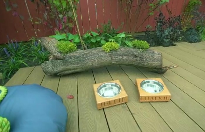 Dogs area