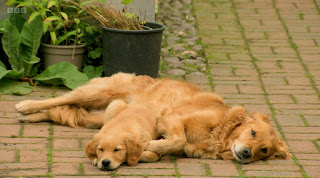 Nell and Ned