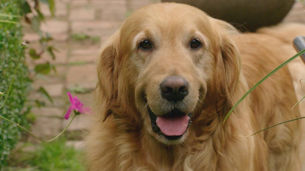Nigel from Gardeners World
