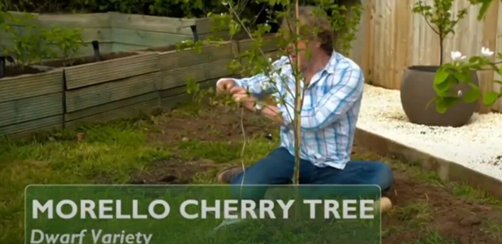 David Domoney planting cherry tree David Domoney planting cherry tree